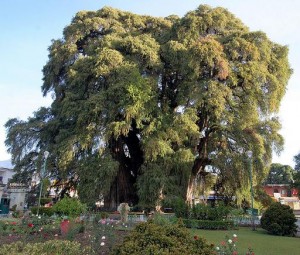 Arbor Del tule tree in Mexico