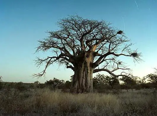 Baobab Tree at Limpopo Province, South Africa
