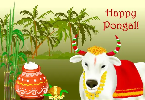 Pongal featival